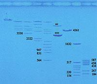 Beispiel: Methylenblaufärbung der DNA-Proben aus dem Starterset