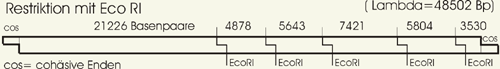 Restriktionskarte Lambda EcoRI